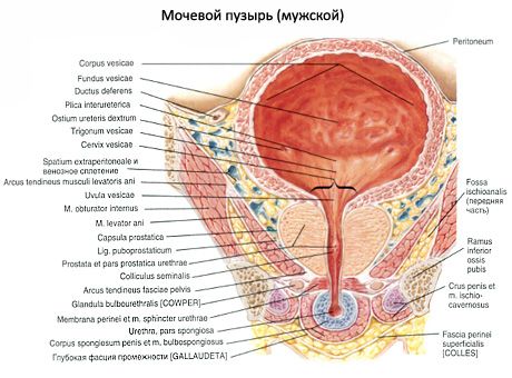 방광(vesica urinaria)